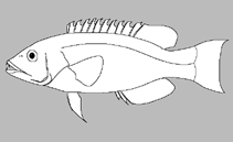 Image of Pseudojuloides labyrinthus (Labyrinth pencil wrasse)