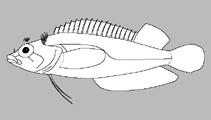 Image of Starksia starcki (Key blenny)