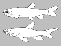 Image of Nannostomus grandis 