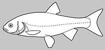 Image of Gila minacae (Mexican roundtail chub)