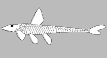 Image of Parotocinclus collinsae 