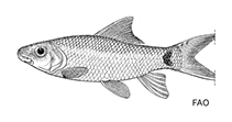 Image of Labeo yunnanensis 