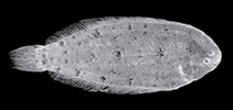 Image of Leptachirus alleni (Allen\