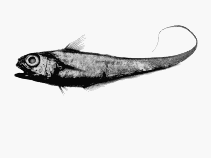 Image of Lepidorhynchus denticulatus (Thorntooth grenadier)