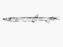 Image of Lestidiops jayakari (Pacific barracudina)