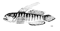 Image of Lesueurigobius sanzi (Sanzo\