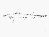 Image of Leptocharias smithii (Barbeled houndshark)