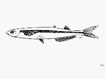 Image of Leuresthes tenuis (California grunion)