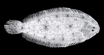 Image of Leptachirus triramus (Three-line Sole)