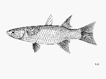 Image of Parachelon grandisquamis (Largescaled mullet)