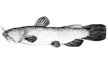 Image of Liobagrus kingi 