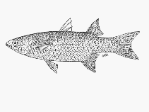 Image of Planiliza melinoptera (Otomebora mullet)