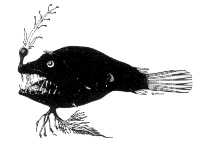 Image of Linophryne pennibarbata 