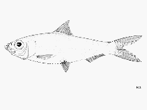 Image of Lile piquitinga (Atlantic piquitinga)