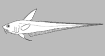 Image of Kumba gymnorhynchus 