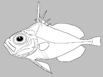 Image of Zenion longipinnis 