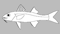 Image of Parupeneus seychellensis (Seychelles goatfish)