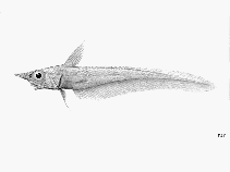 Image of Mataeocephalus acipenserinus (Sturgeon grenadier)