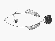 Image of Meuschenia flavolineata (Yellow-striped leatherjacket)