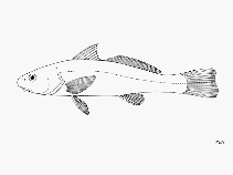 Image of Menticirrhus ophicephalus (Snakehead kingcroaker)