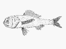 Image of Melamphaes simus (Ridgehead)