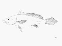 Image of Miracorvina angolensis (Angola croaker)