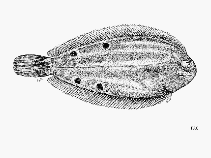 Image of Microchirus frechkopi (Frechkop\