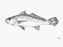 Image of Micropogonias megalops 