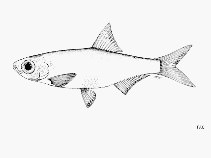 Image of Microthrissa minuta (Dungu sprat)