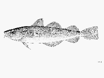 Image of Microgadus proximus (Pacific tomcod)