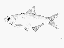 Image of Microthrissa royauxi (Royal sprat)