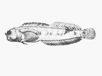 Image of Mimoblennius rusi (Rusi blenny)