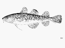 Image of Microgadus tomcod (Atlantic tomcod)