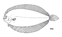 Image of Monolene mertensae (Marten\