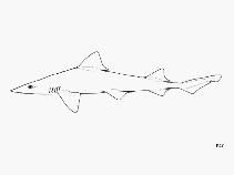 Image of Mustelus dorsalis (Sharptooth smooth-hound)