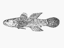 Image of Mugilogobius durbanensis (Durban goby)