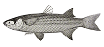 Image of Mugil galapagensis (Galapagos mullet)