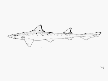 Image of Mustelus punctulatus (Blackspotted smooth-hound)