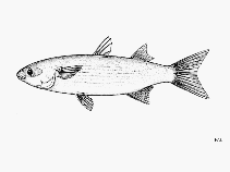 Image of Mugil setosus (Liseta mullet)