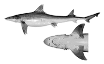 Image of Mustelus widodoi (White-fin smooth-hound)