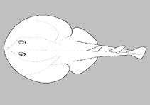 Image of Narcine insolita (Madagascar numbfish)