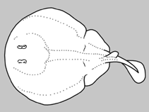 Image of Typhlonarke aysoni (Blind electric ray)