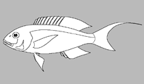 Image of Nemipterus andamanensis 