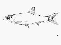 Image of Nannothrissa stewarti (Mai-ndombe dwarf sprat)