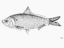 Image of Nematalosa arabica (Arabian gizzard shad)