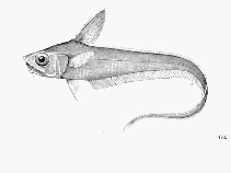 Image of Nezumia condylura (Japanese pugnose grenadier)