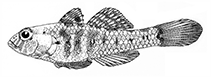 Image of Nesogobius greeni 