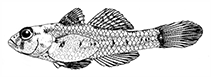 Image of Nesogobius greeni 