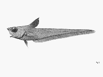 Image of Nezumia latirostrata (Broadsnout grenadier)