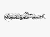 Image of Neonesthes microcephalus (Smallhead snaggletooth)